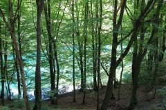 Shimmering water beyond the trees in Szalajka Volgy