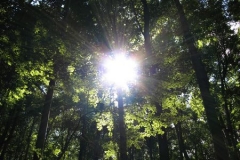 The bright sun penetrates the forest canopy