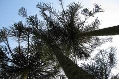 The monkey puzzle: trees at Holker Hall