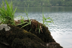 Plants grow on a rock at Howtown on Ullswater