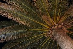Petrovac palms