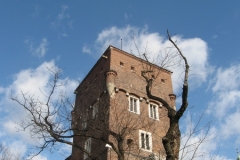 Tower and Tree. Wawel Hill, Kraków