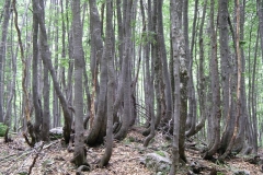 The trees of Ostanki Pragozda, Vogel