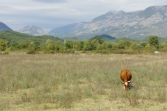 Cow in field