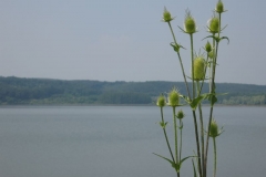 Looking out over the waters of Egerszalóki víztároló