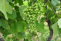 Hungary's greatest crop: the grape