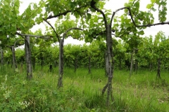 Ancient twisted vines in the hills at Noszvaj