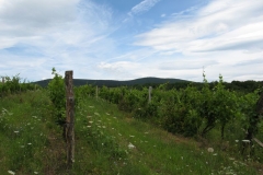 Wispy clouds follow the vines at Noszvaj