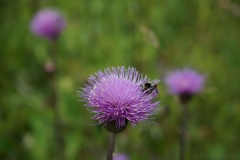 Alta Badia 3