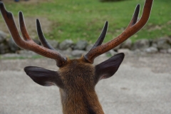 Oh deer!