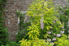 Foxgloves in the walled garden at Acorn Bank