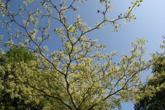 Pale leaves set against a rich blue sky at Holker Hall