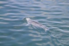 A seal swims in the bright waters of Oban Bay