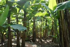 Rainforest