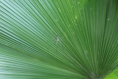Spider on leaf