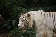 Singapore-12