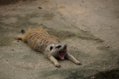 Singapore-8