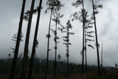 Storm damaged forests in the High Tatras