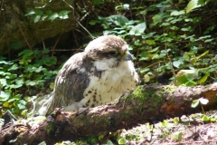 Falcon Chick at Vodopády Studeného potoka