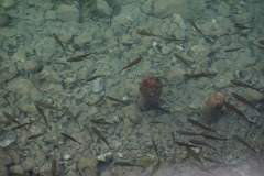 Clear waters of lake Bohinj