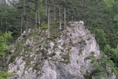 Ancient trees above Begunje