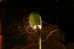 Flies around a lamp on the shore of Lake Bled