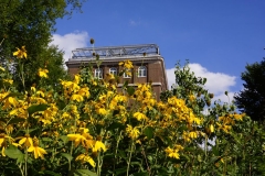 Flowers in garden